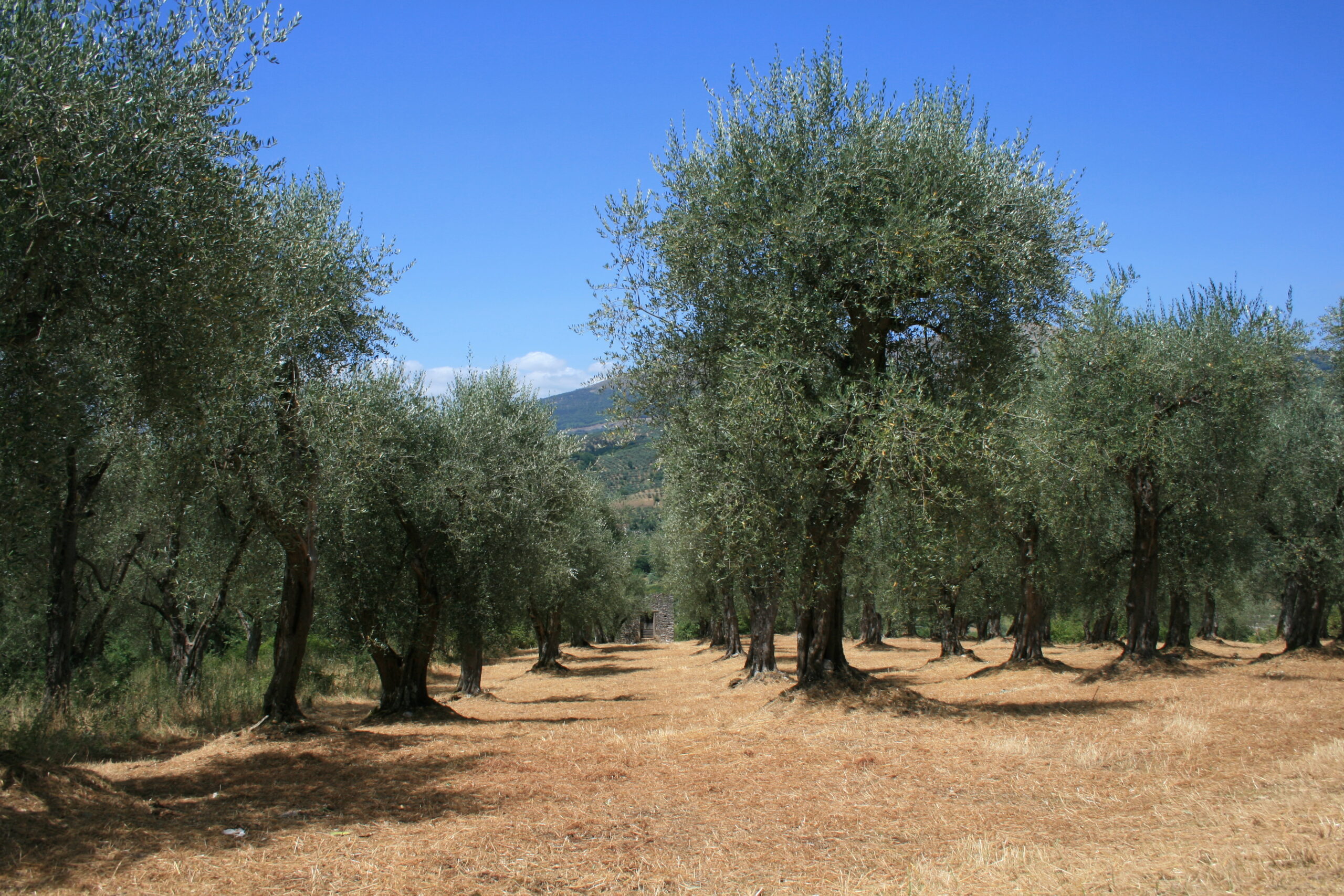 Esplorando il territorio: tra cultura e natura